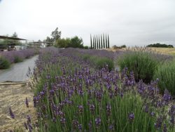 English Lavender var. Folgate 