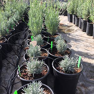 Live Lavender Plants